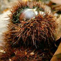Châtaignier commun. Fruit.