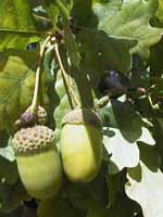 Chêne pédonculé. Fruit.