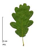 Chêne sessile. Feuille sechee.