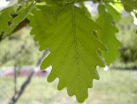 Chêne sessile. Feuille.