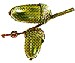 Chêne sessile.