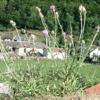 Cirse des champs. Plante.