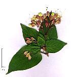 Clerodendron. Fleur dessin.