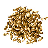 Épeautre. dessin grains.