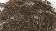 Épicéa commun. tapis d'aiguilles.
