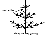 Épicéa commun. verticillé.