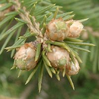 Épicéa commun. bourgeons.