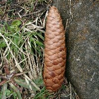 Épicéa commun. cone.
