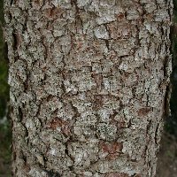 Épicéa commun. ecorce.