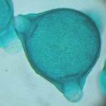 Grain de pollen de l'épilobe en épi