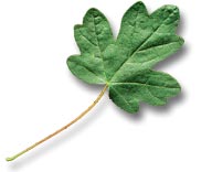 Érable champêtre. feuille.