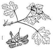 Érable champêtre. feuille et fruit dessin.