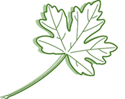 Érable champêtre. feuille dessin.