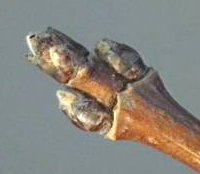 Érable champêtre. bourgeons.