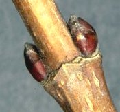 Érable champêtre. bourgeons.