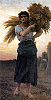 Froment cultivé. Tableau.