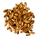 Froment cultivé. Dessin grains.