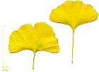 Ginkgo biloba. Feuille en automne.