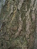 Ginkgo biloba. Ecorce.