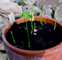 Culture du ginkgo biloba.