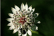 Grande astrance. Fleur.