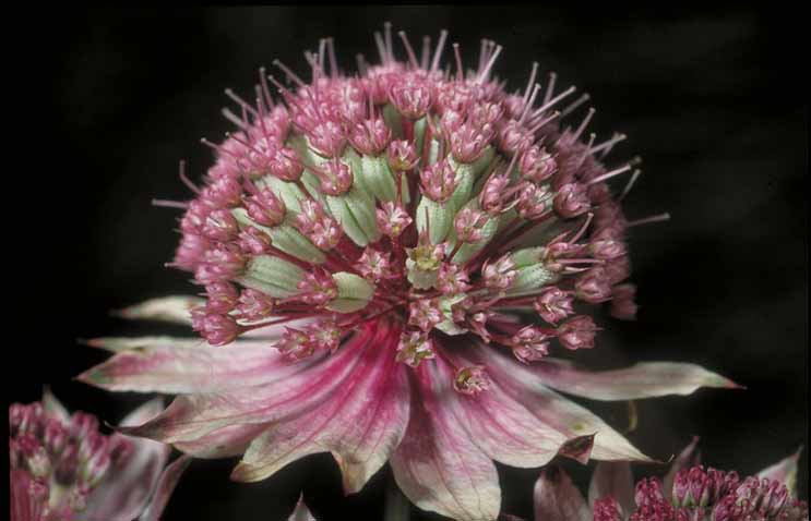 Grande astrance. Fleur.