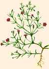 Gypsophile des murs.