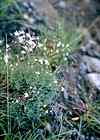 Gypsophile des murs.
