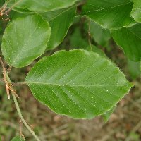 Hêtre commun. Feuille.