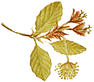 Hêtre commun. Fleurs.