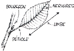 Lexique de l'arbre.