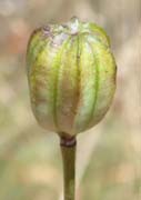 Lys martagon. Fruit.