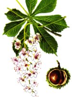 Marronnier d'Inde. Dessin.