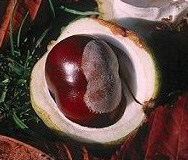 Marronnier d'Inde. Fruit.