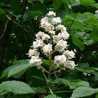 Marronnier d'Inde. Inflorescense.