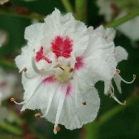 Marronnier d'Inde. Fleur.