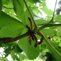 Marronnier d'Inde. Bourgeons.