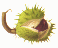 Marronnier d'Inde. Dessin du fruit.