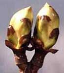 Marronnier d'Inde. Bourgeons.