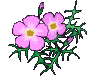 Image.