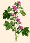 Mauve des bois.
