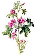 Mauve des bois. Dessin.