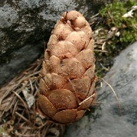 Mélèze commun. Cone.