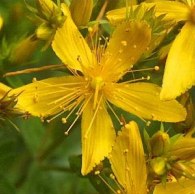 Millepertuis commun. Fleur.