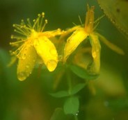 Millepertuis commun. Fleur.