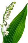 Muguet des bois. Dessin