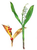 Muguet des bois. Dessin.