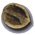 Noyer d'Europe. Coquille de noix.