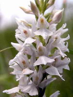 Orchis de fuchs.