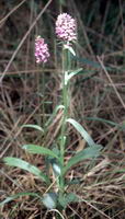 Orchis de mai.